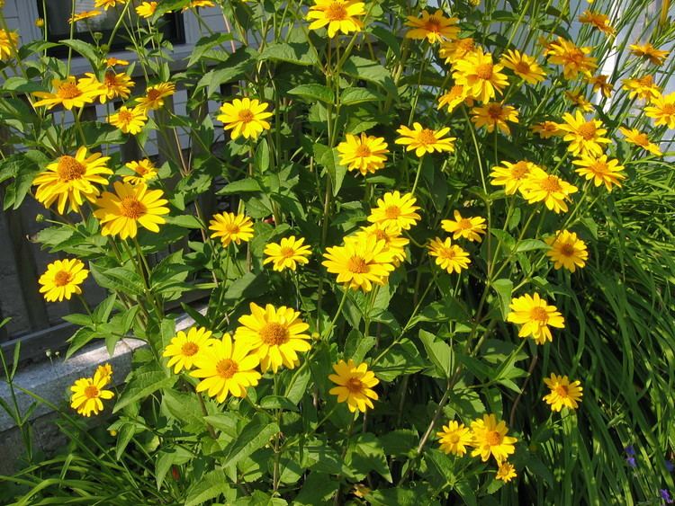 Heliopsis helianthoides Online Plant Guide Heliopsis helianthoides False Sunflower