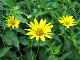 Heliopsis helianthoides Heliopsis helianthoides Smooth oxeye NPIN