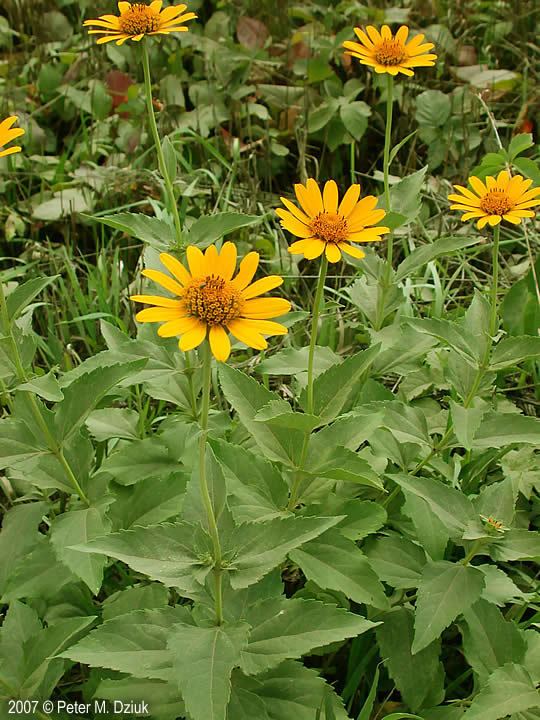 Heliopsis helianthoides wwwminnesotawildflowersinfoudatar9ndp23qpdhe