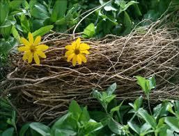 Heliopsis longipes Blog Gold Root