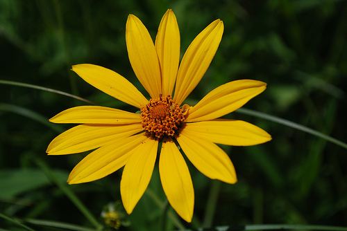 Heliopsis longipes Gold Root
