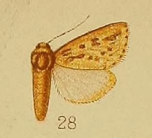 Heliothis albipuncta