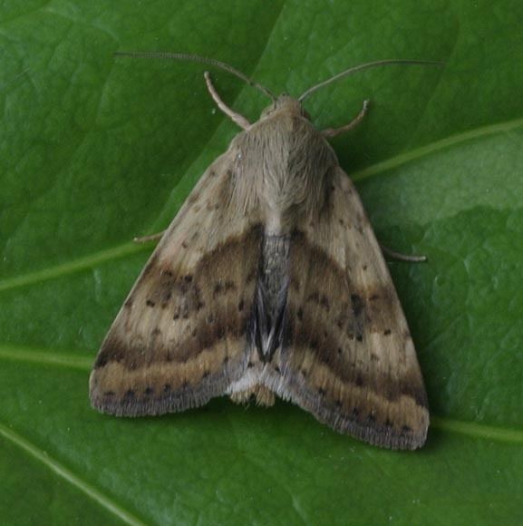 Heliothis maritima Shoulderstriped Clover Heliothis maritima UKMoths