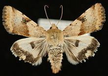 Heliothis phloxiphaga httpsuploadwikimediaorgwikipediacommonsthu