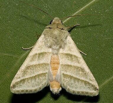 Heliothis subflexa - Alchetron, The Free Social Encyclopedia