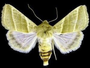 Heliothis virescens mothphotographersgroupmsstateeduFiles1JV300J