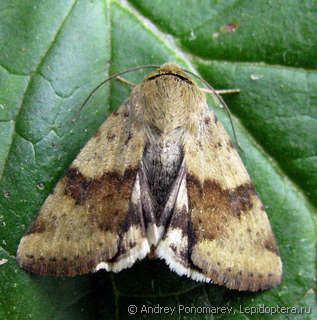 Heliothis viriplaca - Alchetron, The Free Social Encyclopedia