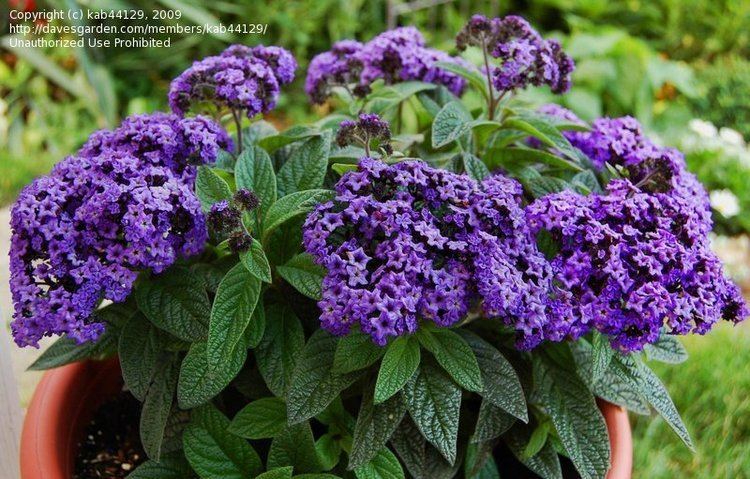 Heliotrope (color) 1000 images about Heliotrope on Pinterest Gardens White flowers