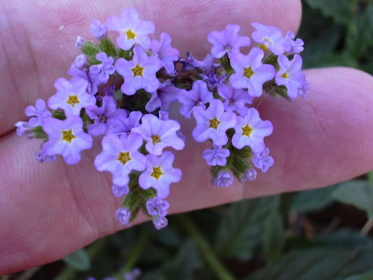 Heliotropium Genus Heliotropium heliotrope Go Botany