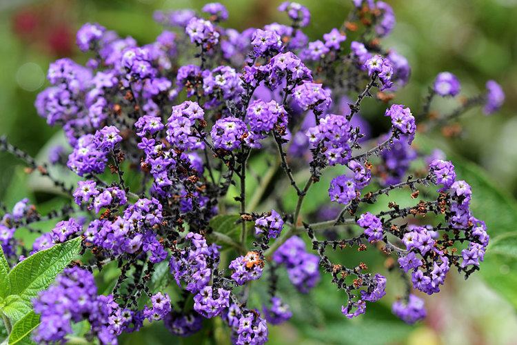 Heliotropium Heliotropium arborescens by The Gardening Blog