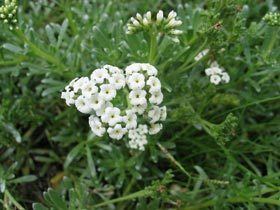 Heliotropium anomalum nativeplantshawaiieduimagesplantsHeliotropium