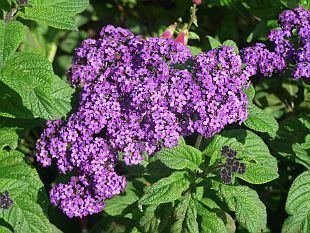 Heliotropium arborescens Photo Gallery heliotropium arborescens 1 Aboutgardencom