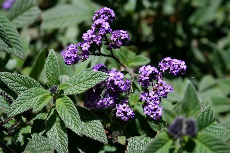 Heliotropium arborescens Heliotrope Heliotropium arborescens is also known as cherry pie