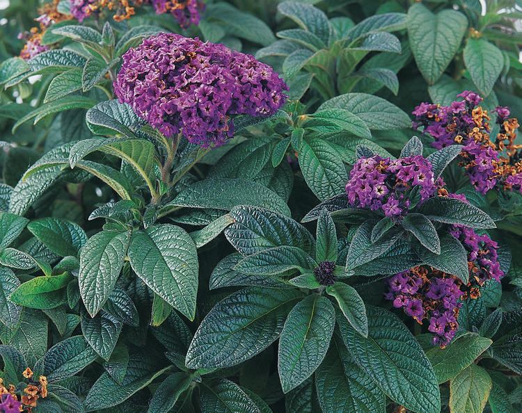 Heliotropium arborescens Atlantis Heliotrope Heliotropium arborescens Proven Winners