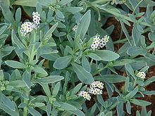 Heliotropium curassavicum httpsuploadwikimediaorgwikipediacommonsthu