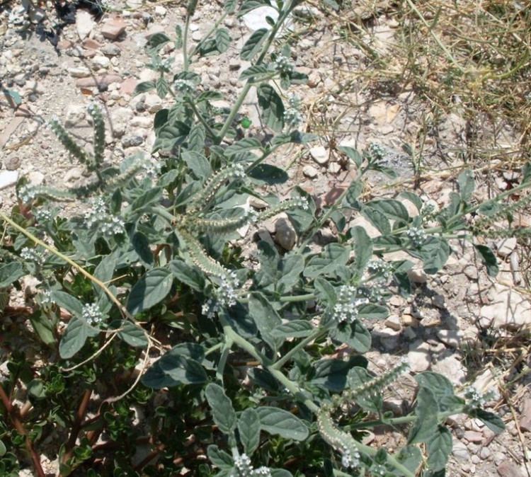 Wild Heliotropium europaeum grows on the ground.