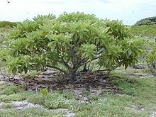 Heliotropium foertherianum httpsuploadwikimediaorgwikipediacommonsthu