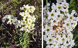 Heliotropium stenophyllum httpsuploadwikimediaorgwikipediacommonsthu