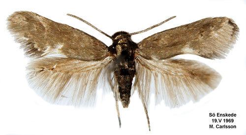 Heliozelidae Heliozela sericiella Insecta Lepidoptera Heliozelidae