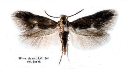Heliozelidae Heliozela hammoniella Insecta Lepidoptera Heliozelidae