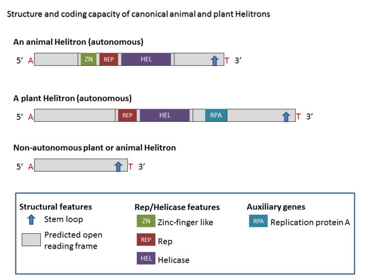 Helitron (biology)