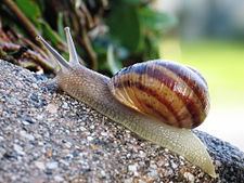 Helix (gastropod) httpsuploadwikimediaorgwikipediacommonsthu