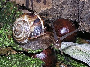 Helix lucorum Roman or Edible Snail Helix pomatia