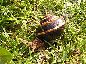 Helix lucorum Roman or Edible Snail Helix pomatia