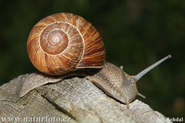 Helix pomatia Helix pomatia Pictures Helix pomatia Images NaturePhoto