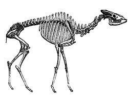 Helladotherium httpsuploadwikimediaorgwikipediacommonsthu