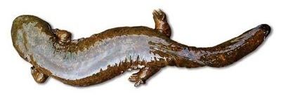 Hellbender Help the Hellbender