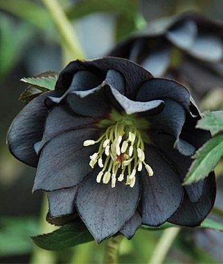 Hellebore Hellebore Onyx Odyssey Hellebores at Burpeecom