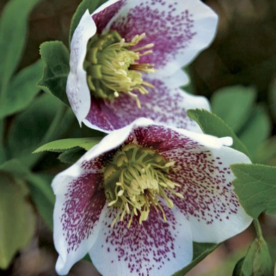 Hellebore Hellebores Cure the LateWinter Blues Fine Gardening