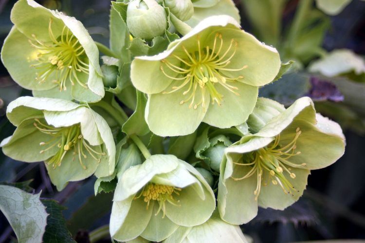 Hellebore Hellebores Flirty Fleurs The Florist Blog Inspiration for