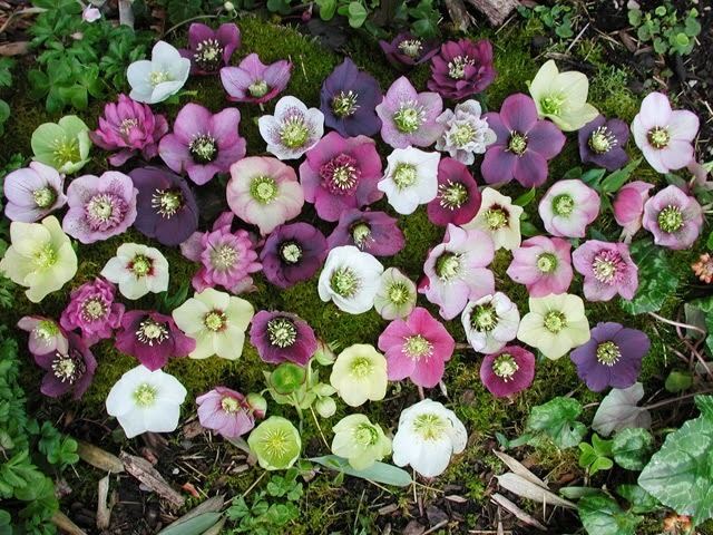 Hellebore HOW TO PLANT AND GROW HELLEBORES The Garden of Eaden