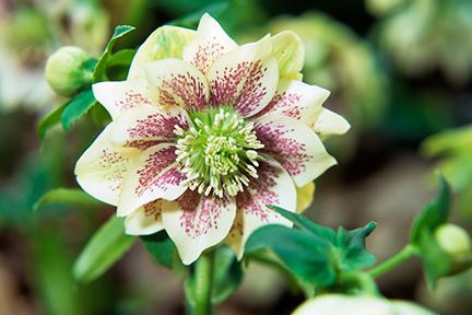 Hellebore HelleboreRHS Gardening