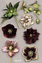 Hellebore Hellebore Wikipedia