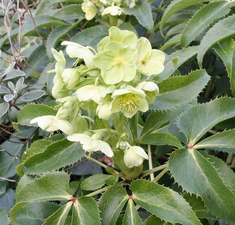 Helleborus argutifolius Buy Helleborus argutofolius Corsican Hellebore in the UK