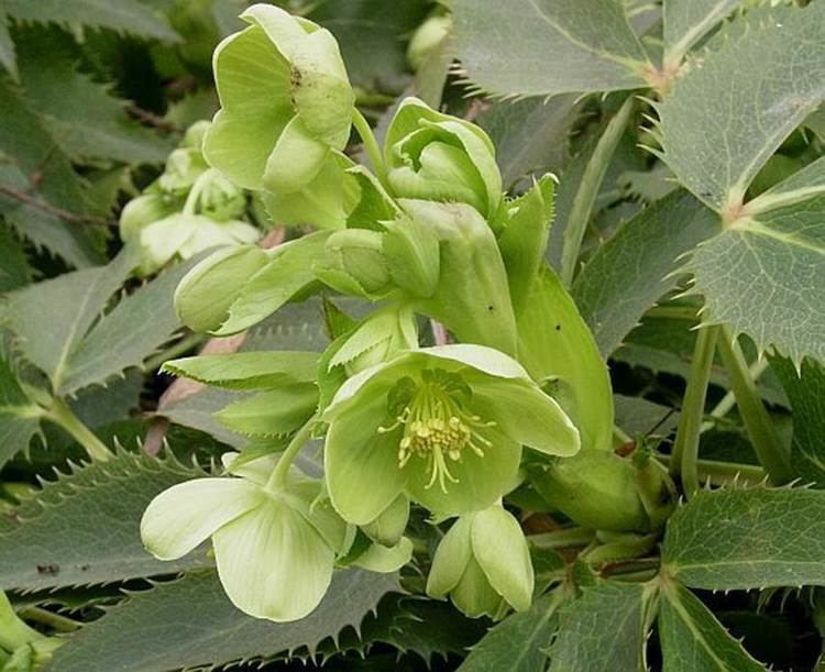 Helleborus argutifolius helleborus argutifolius Dirt Simple