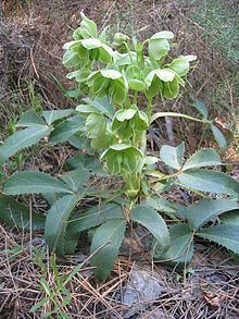 Helleborus argutifolius httpsuploadwikimediaorgwikipediacommonsthu