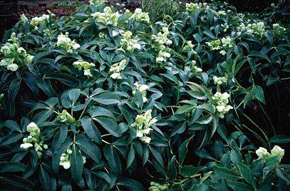 Helleborus argutifolius Helleborus argutifolius hollyleaved helleboreRHS Gardening