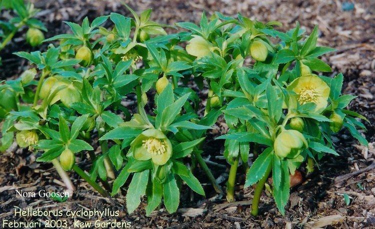 Helleborus cyclophyllus Picture and description of Helleborus cyclophyllus