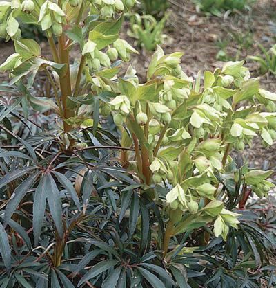 Helleborus foetidus wwwfinegardeningcomsitesfinegardeningcomfile