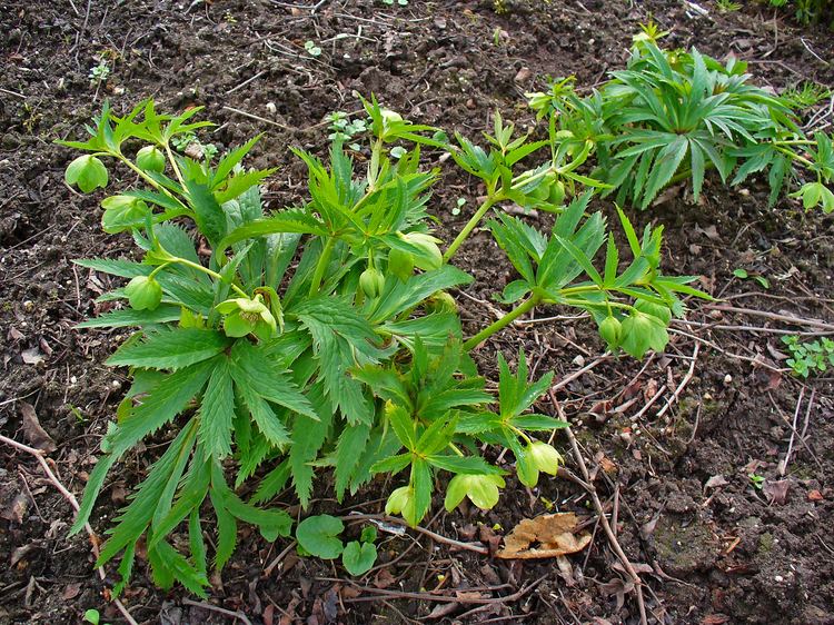 Helleborus viridis FileHelleborus viridis 001JPG Wikimedia Commons