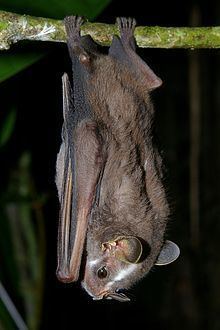Heller's broad-nosed bat httpsuploadwikimediaorgwikipediacommonsthu