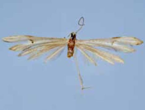 Hellinsia angulofuscus