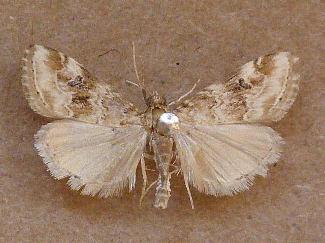 Hellula undalis Hellula undalis African Moths Home page