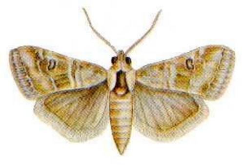 Hellula undalis lepidopterabutterflyhousecomauglapundalis4jpg