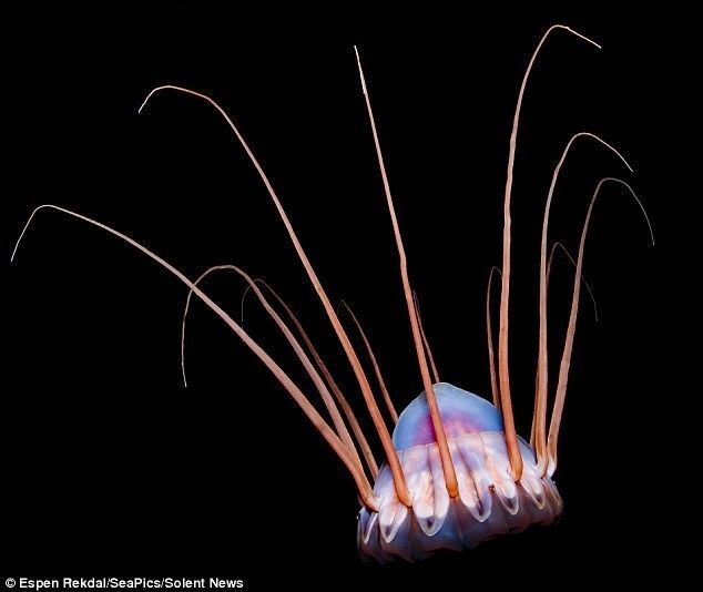 Helmet jellyfish The beautiful monsters of the deep The jellyfish in Norway which