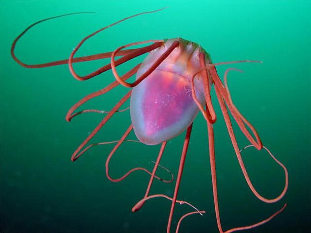 Helmet jellyfish Helmet Jelly Periphylla